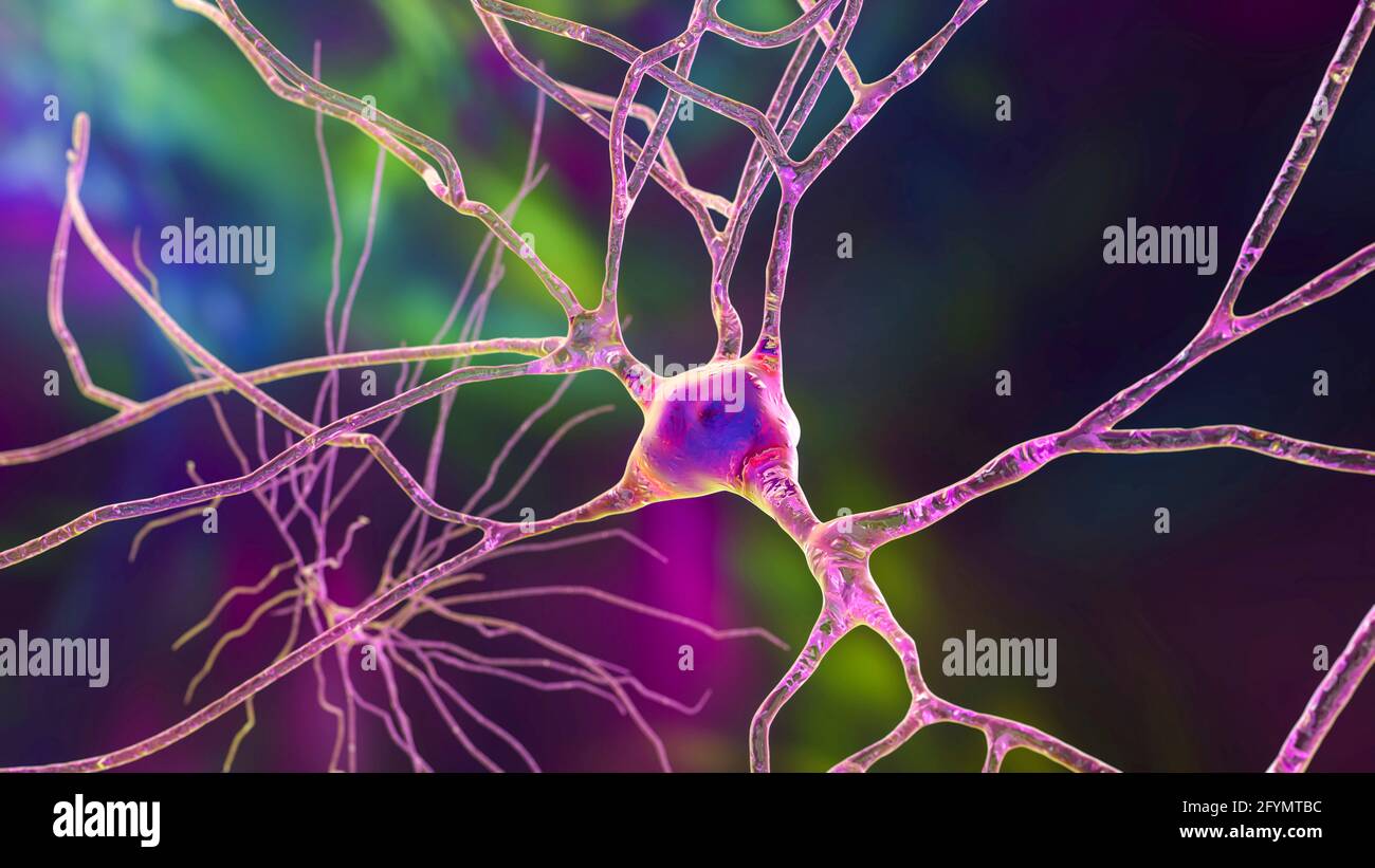 Cellules nerveuses du cerveau humain, illustration Banque D'Images