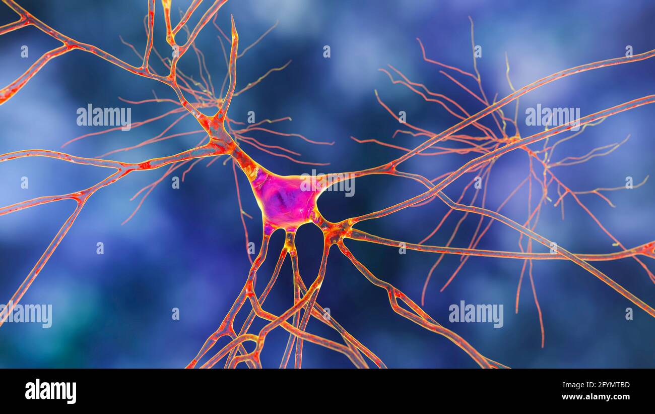 Cellules nerveuses du cerveau humain, illustration Banque D'Images