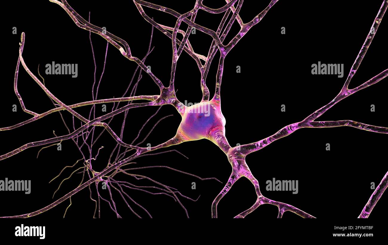 Cellules nerveuses du cerveau humain, illustration Banque D'Images