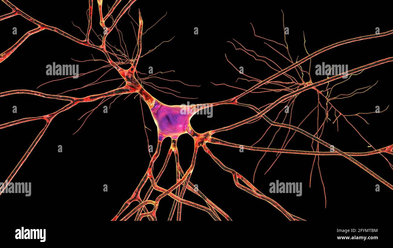 Cellules nerveuses du cerveau humain, illustration Banque D'Images