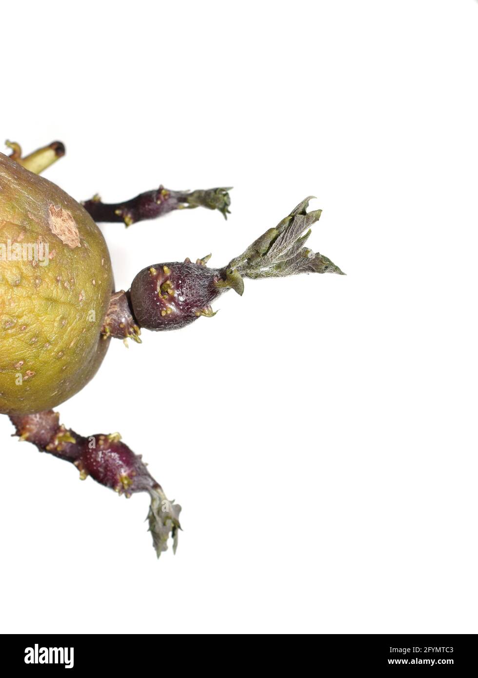 Vieille pomme de terre ridée Solanum tuberosum cracher de nouvelles feuilles isolées sur fond blanc Banque D'Images