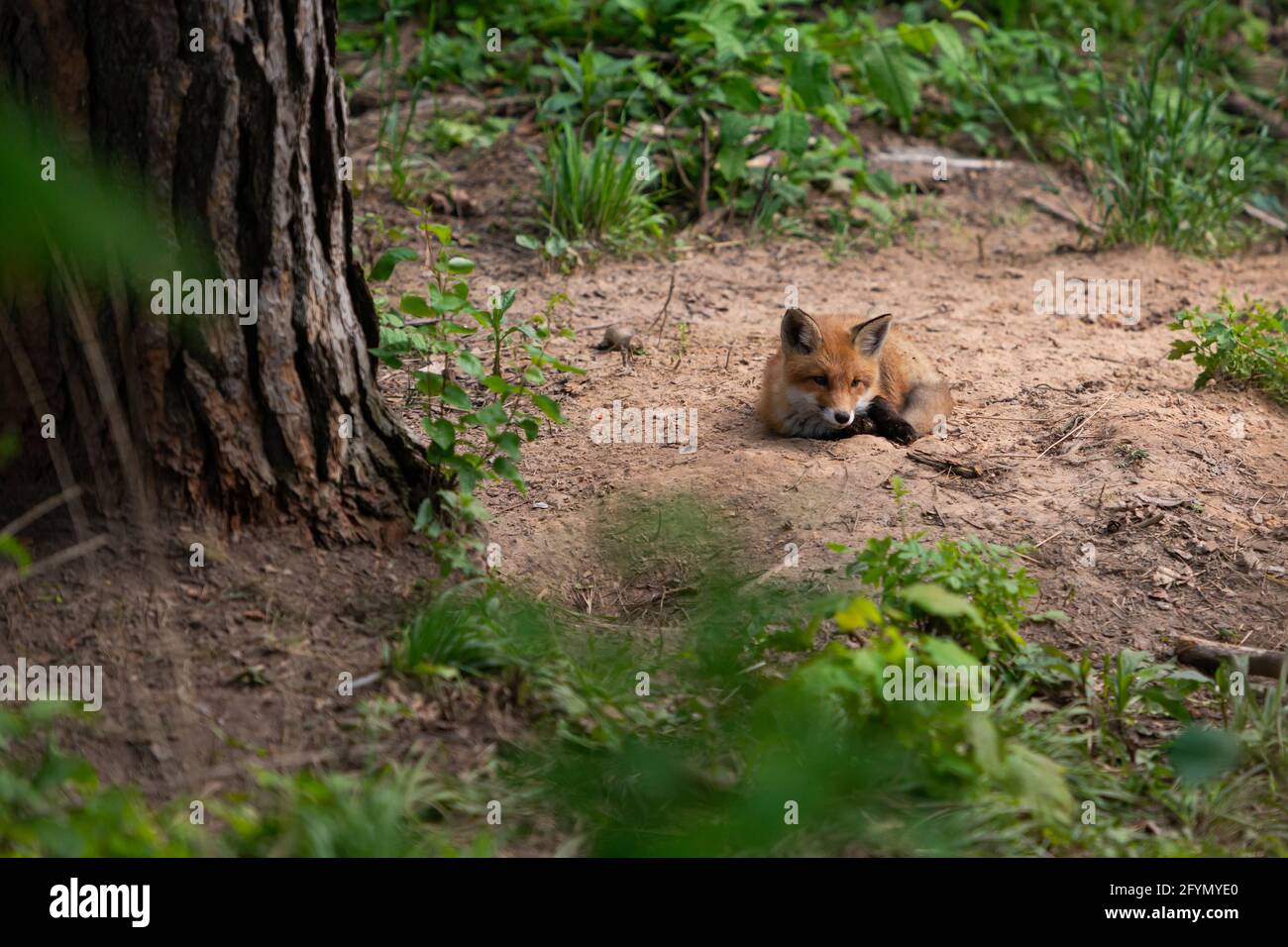 Renard rouge.L'espèce a une longue histoire d'association avec les humains.le renard roux est l'un des animaux à fourrure les plus importants récoltés Banque D'Images