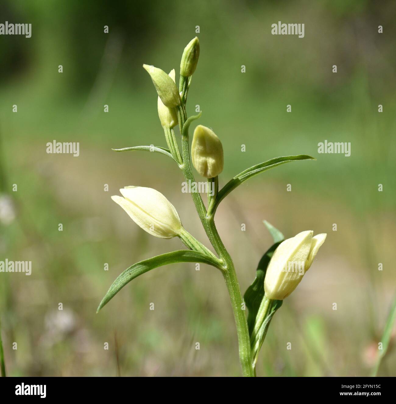 Orchidée de Cephalanthera damasonium dans le champ de graminées. Journée ensoleillée le long des rives de la rivière Cidacos. Banque D'Images
