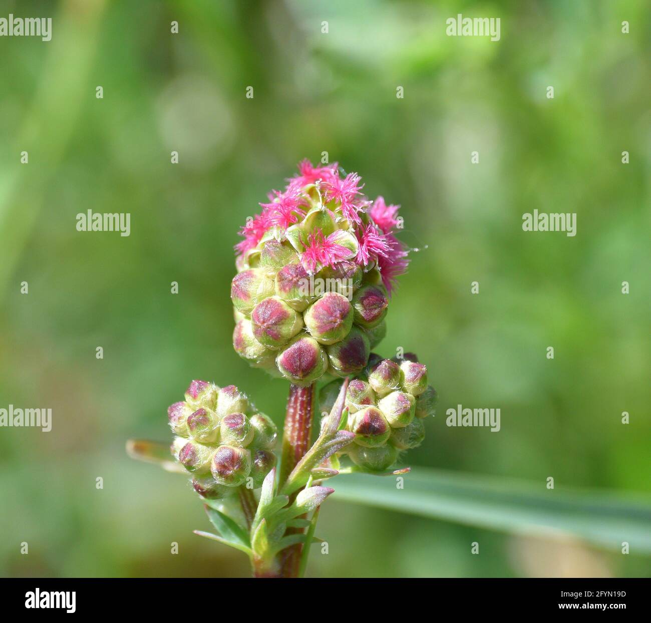 Potérium sanguisorba ou Sanguisorba fleurs végétales mineures. Également connu sous le nom de fleur de couteau, comestible et la famille des Rosaceae. Banque D'Images