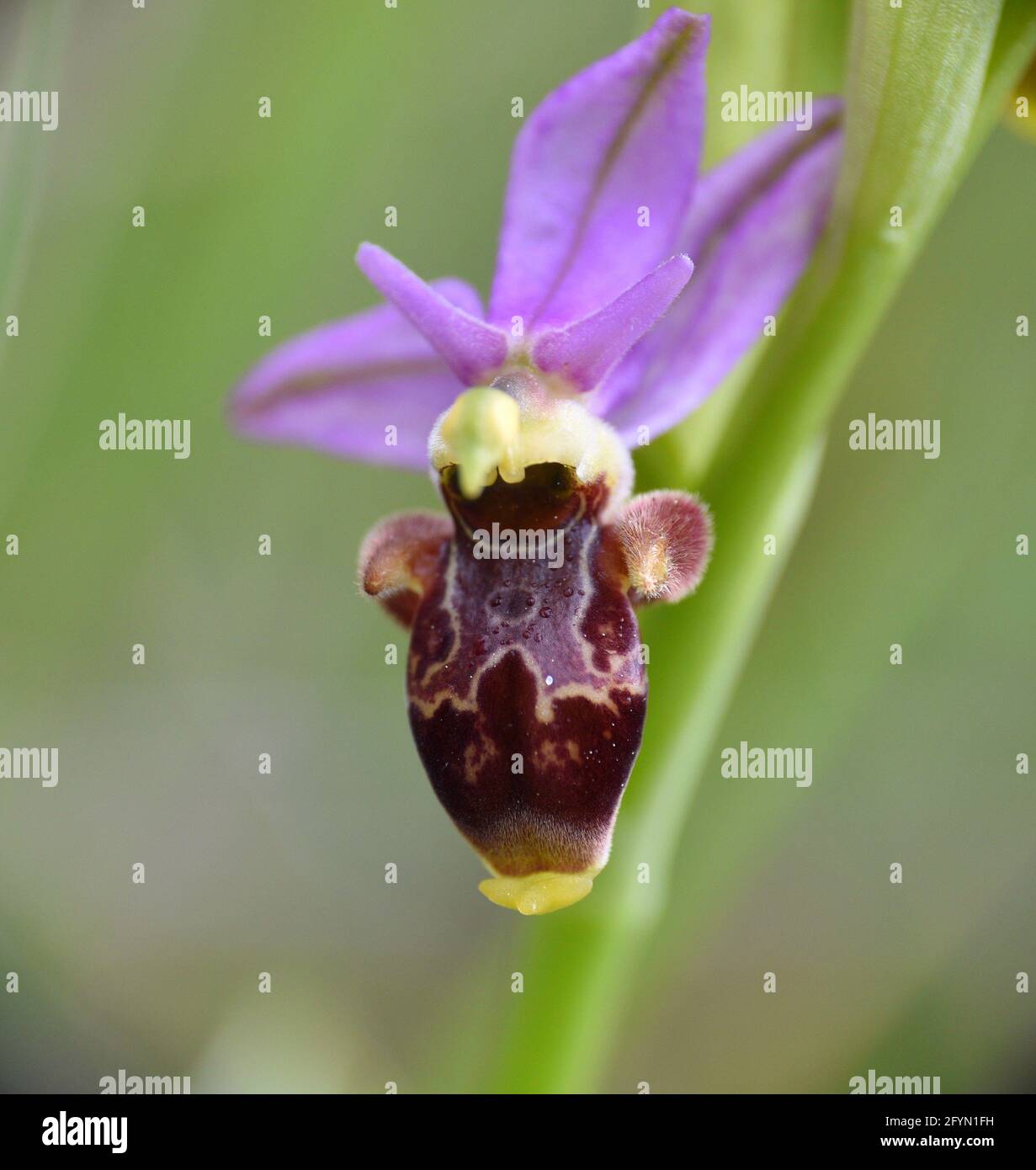 Fleur d'orchidée Ophrys scolopax. Situé dans un ancien champ de céréales. Munilla, la Rioja, Espagne. Banque D'Images