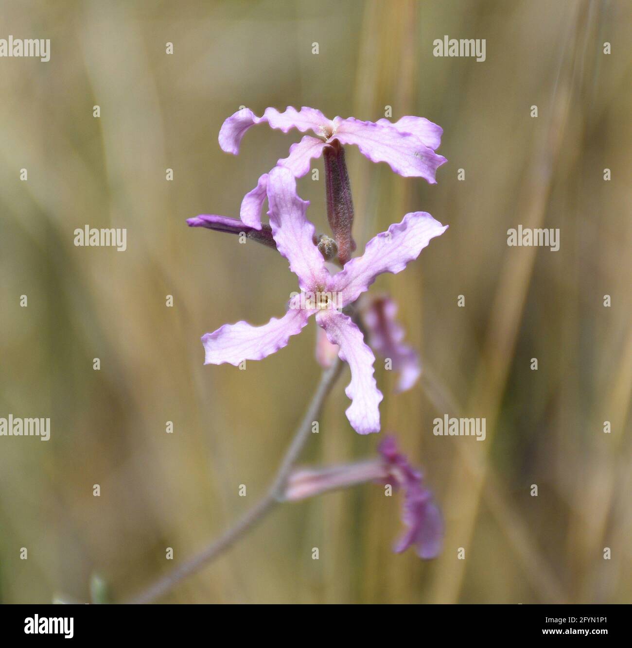 Fleur de champ (Matthiola fruticulosa). Pétales ondulés de rose pâle sur une ancienne terrasse de céréales. Banque D'Images