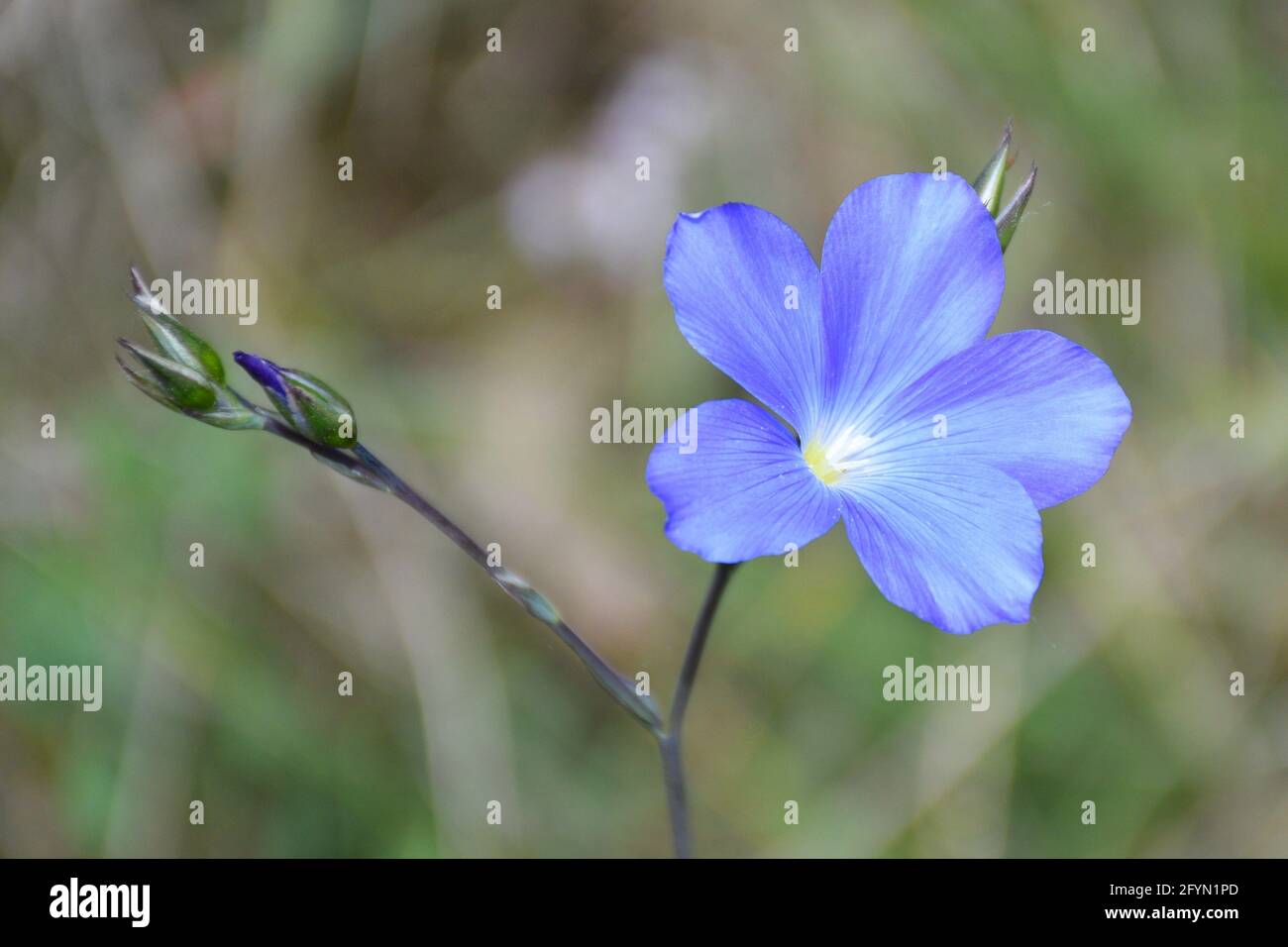 Linum narbonense fleur bleue par temps ensoleillé. Plante solitaire dans les zones de montagne et sèches. Banque D'Images
