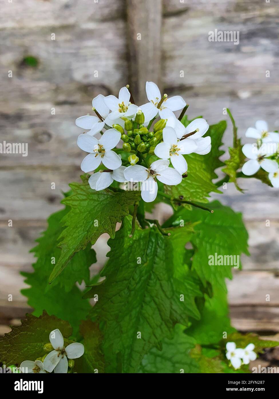 Alliaria petiolata plante d'herbes et d'épices de printemps avec une fleur blanche de printemps qui est communément connue sous le nom de moutarde à l'ail, stock photo ima Banque D'Images