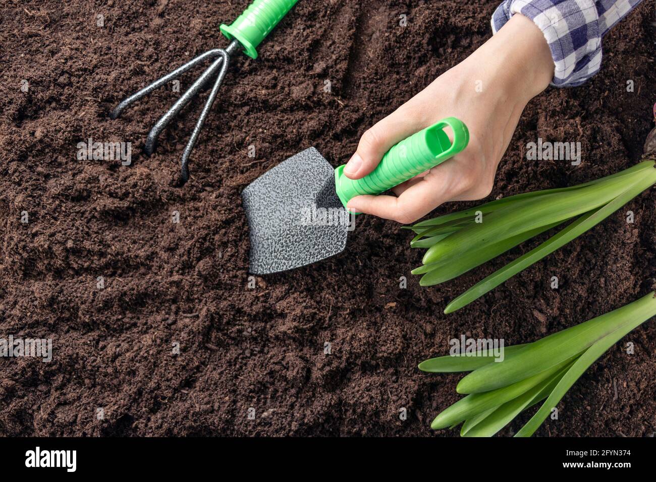 Vue de dessus sur la femme creuse petit trou avec pelle pour planter des semis. Mains de femmes avec des plantes vertes dans le sol dans la cour arrière. Mise au point douce. Mél Banque D'Images