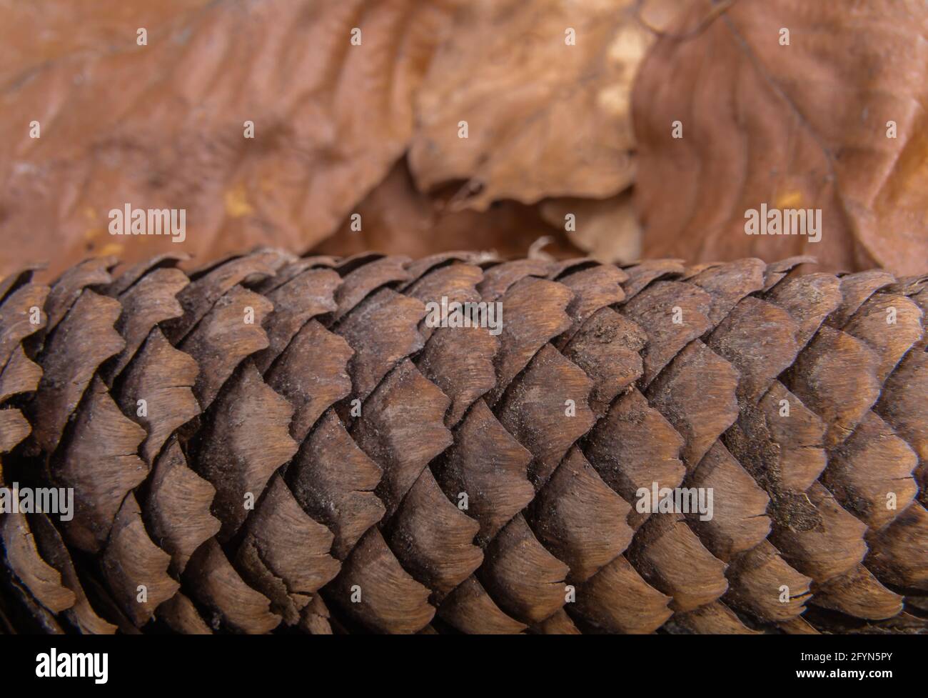 Un cône de conifère sur une base de feuilles d'arbre sèches Banque D'Images