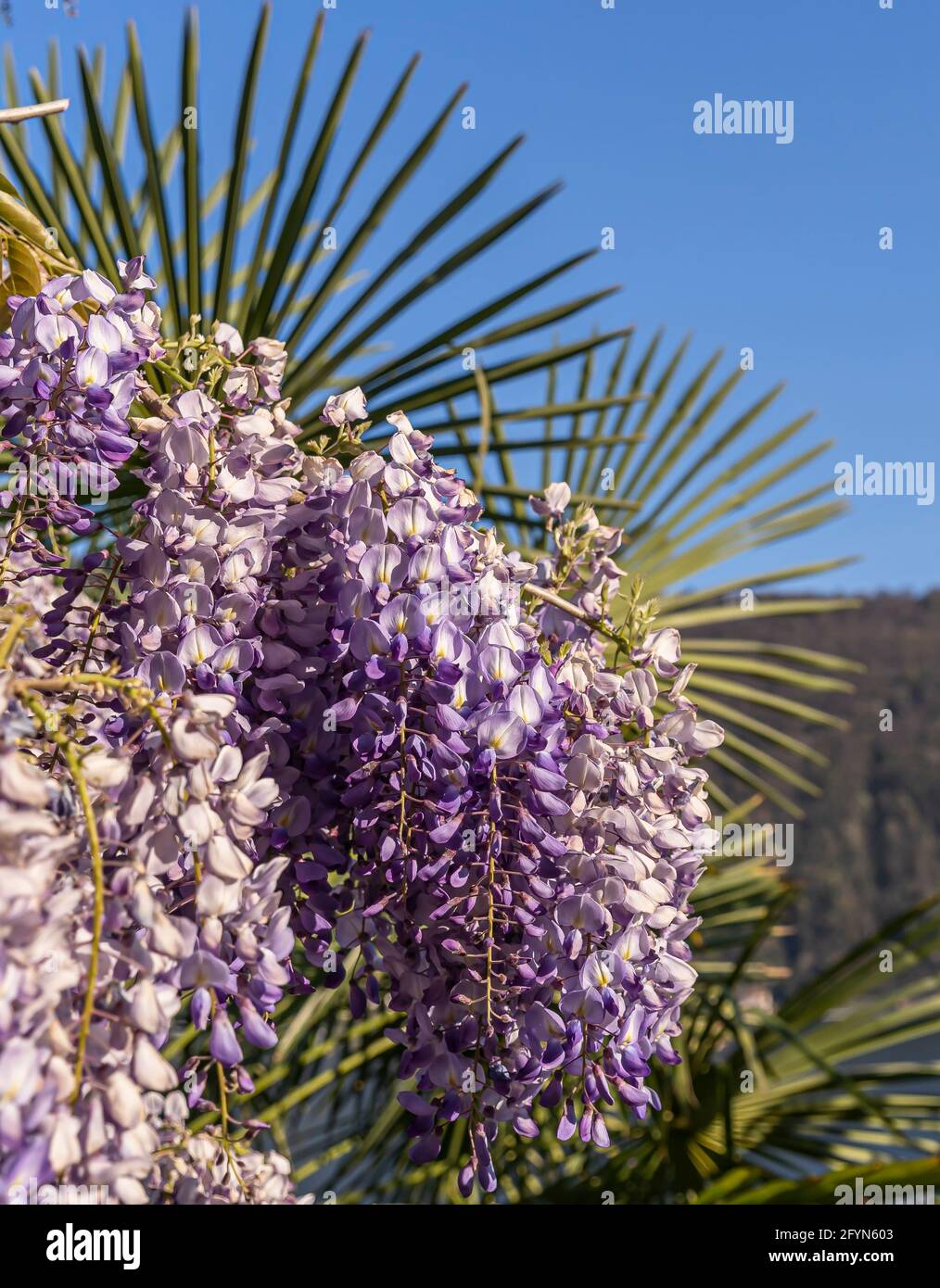 La wisteria sinensis, communément appelée wisteria chinoise, est une espèce de plante à fleurs de la famille des pois, originaire de Chine Banque D'Images