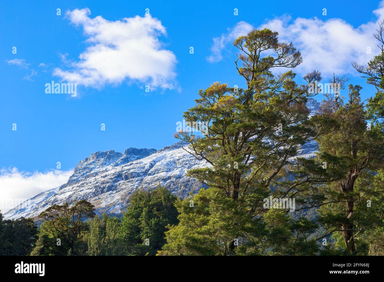 Forêt de hêtres dans l'île du Sud de la Nouvelle-Zélande, avec des montagnes enneigées en arrière-plan Banque D'Images