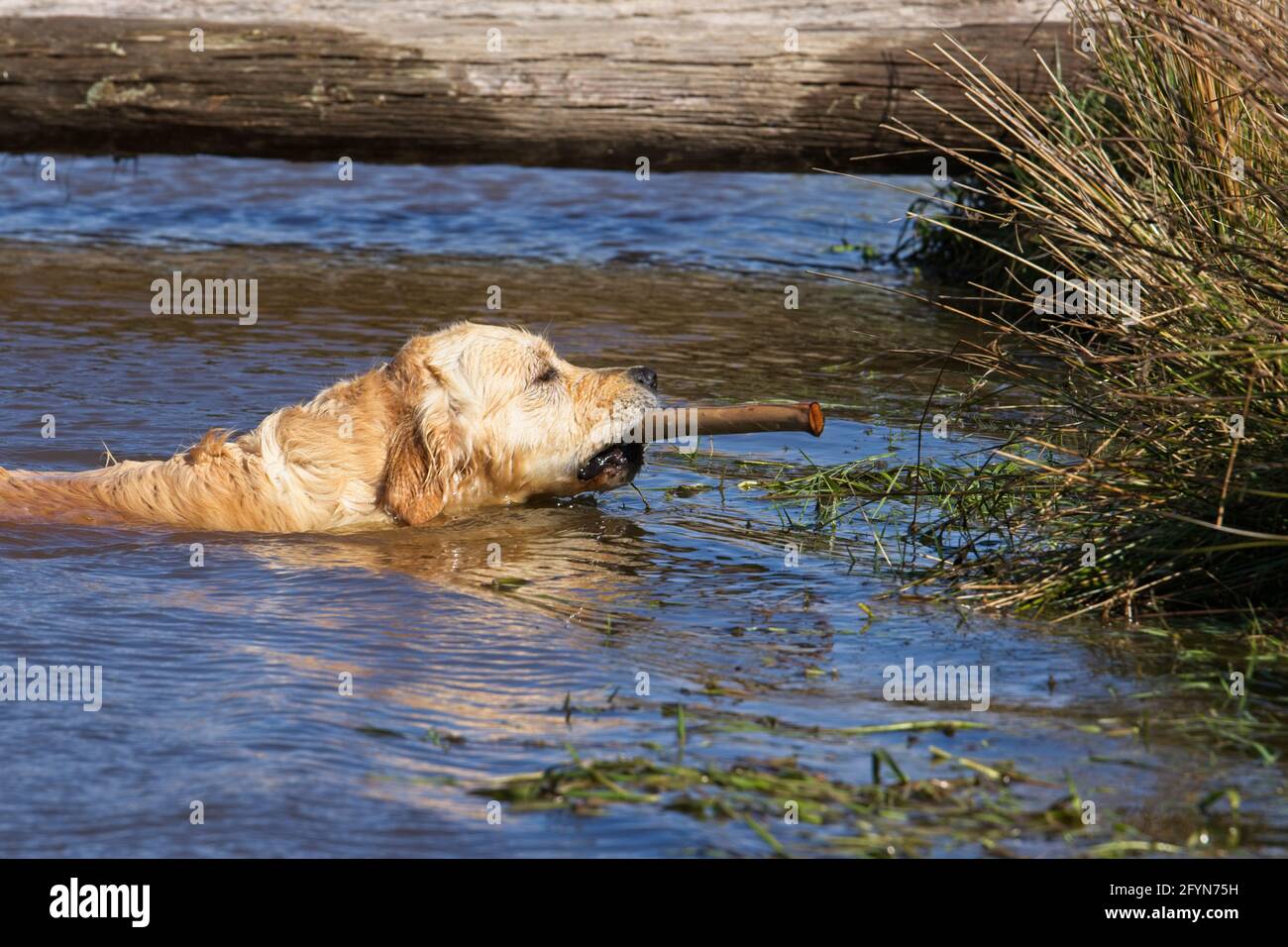 Golden Retriever Dogs jouant dans un étang de ferme Banque D'Images