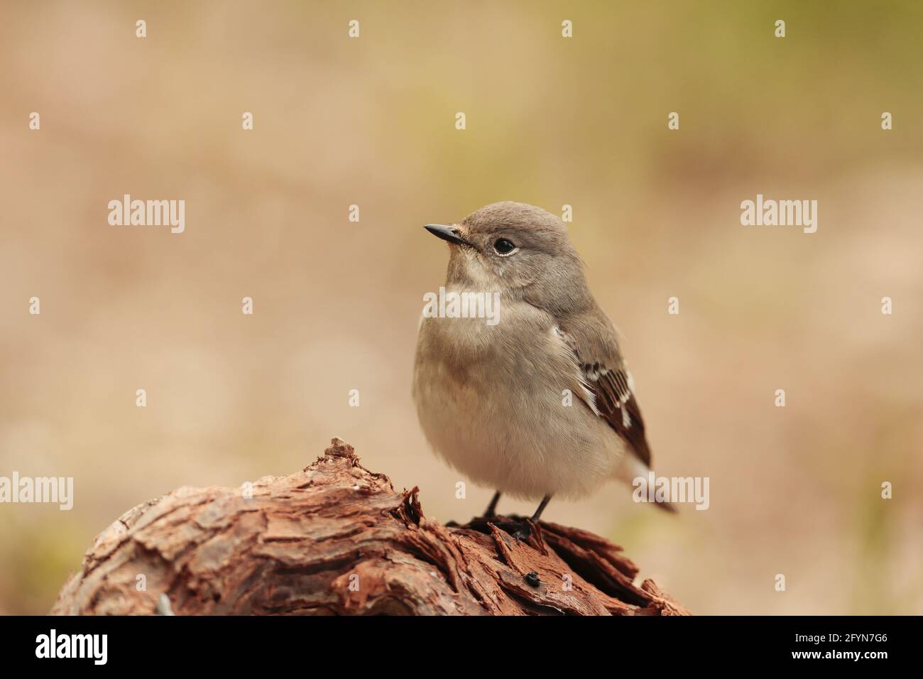 Flycatcher femelle à demi-collier Ficedula semitorquata, Malte, Méditerranée Banque D'Images