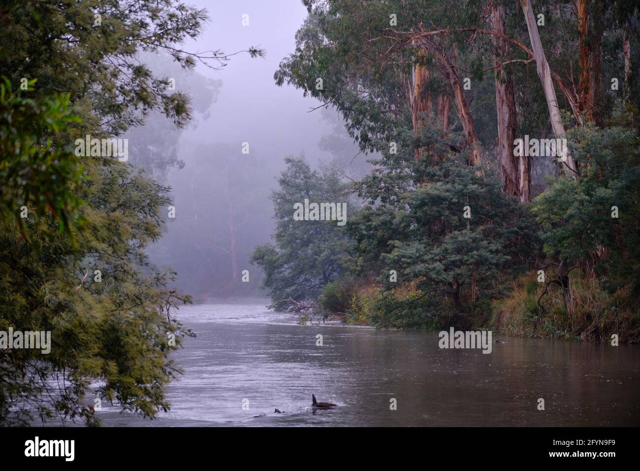 La Yarra joue Misty Banque D'Images
