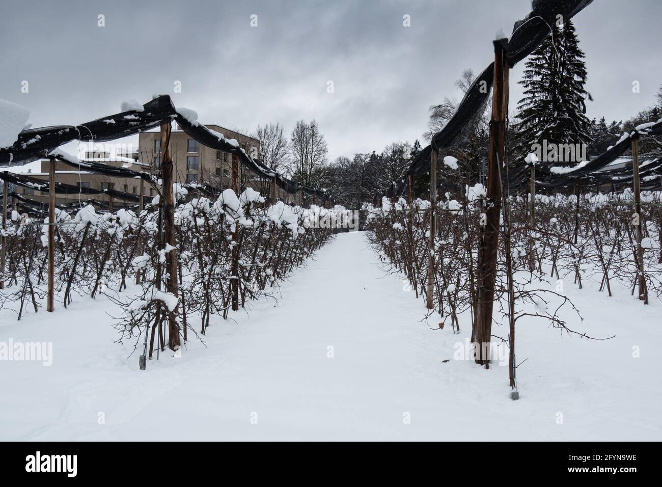 Verger enneigé en hiver dans la banlieue de Zurich, Suisse Banque D'Images