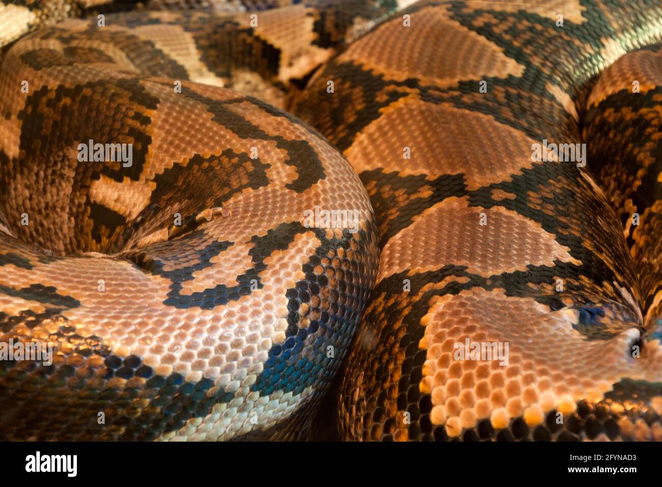 Sydney Australie, gros plan de la peau d'un malayopython reticulatus ou python réticulé le plus long serpent du monde Banque D'Images