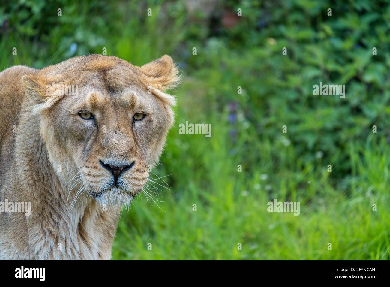 Le lion asiatique féminin est une population de Panthera leo qui survit Aujourd'hui seulement en Inde Banque D'Images