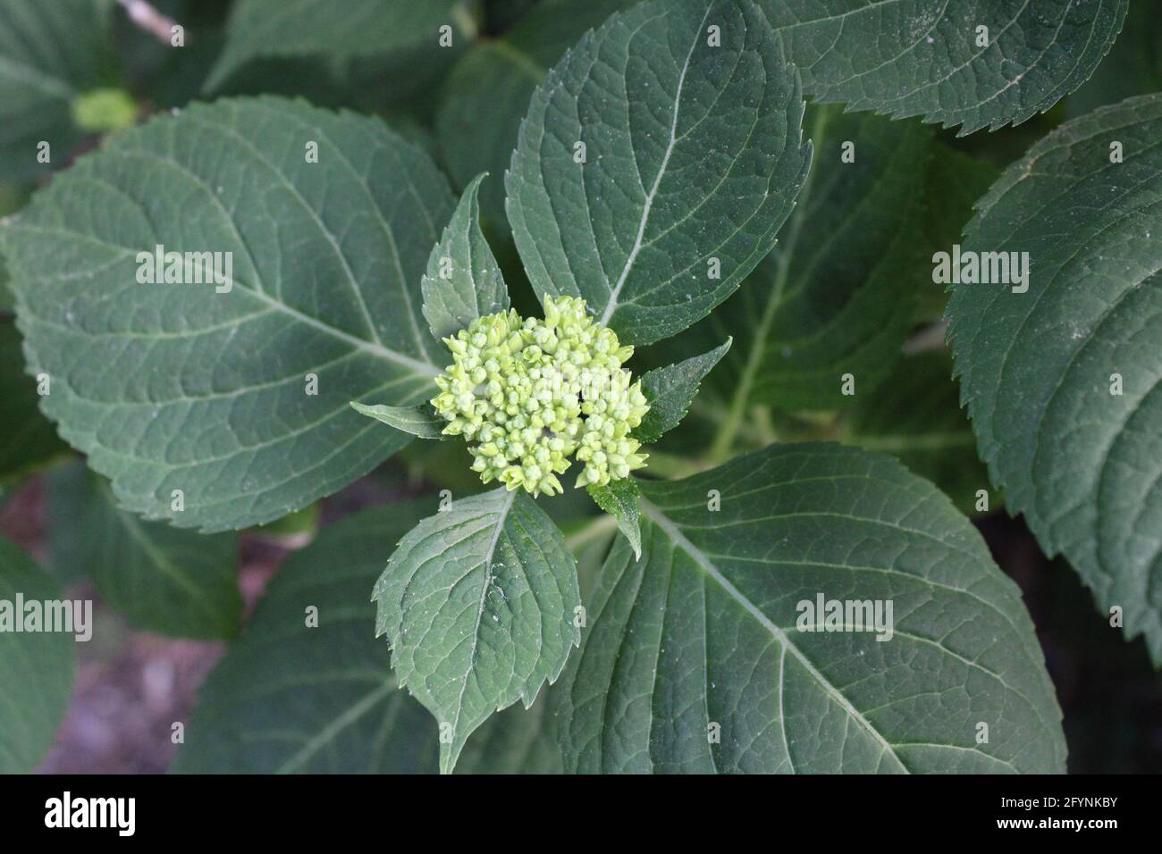 Boutons de fleurs se formant sur une plante d'Hydrangea Banque D'Images