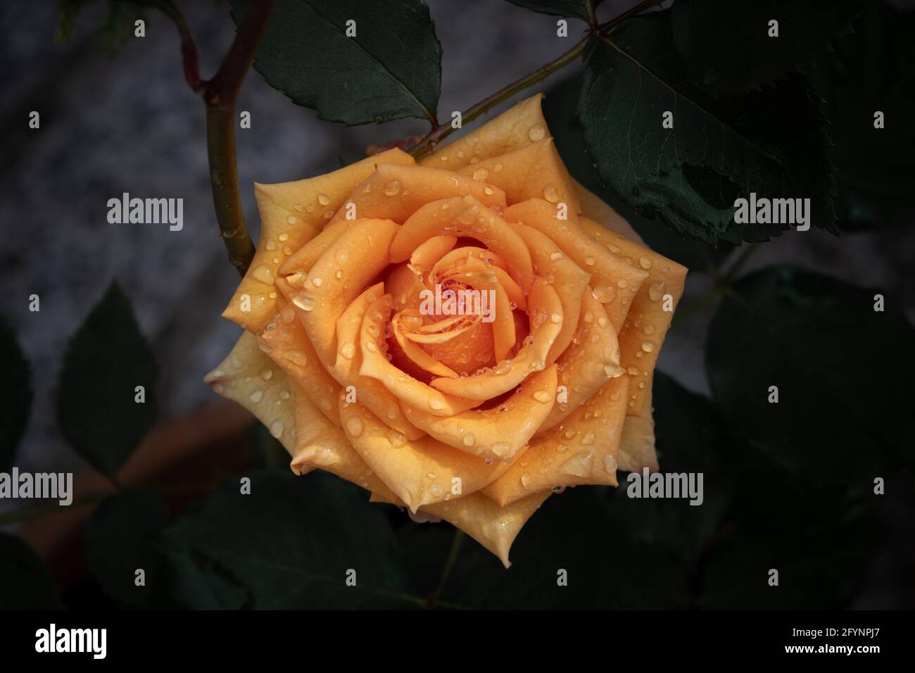 Une rose orange vif avec des gouttelettes d'eau sur les pétales poussant dans un vase entouré de feuilles et centré sur un arrière-plan sombre et flou Banque D'Images