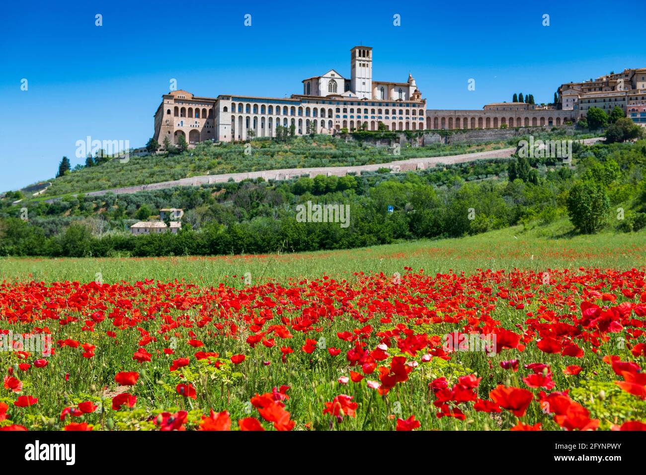 Assise, Pérouse, Ombrie, Italie. L'église de San Francesco d'Assise au printemps avec des coquelicots rouges au premier plan Banque D'Images