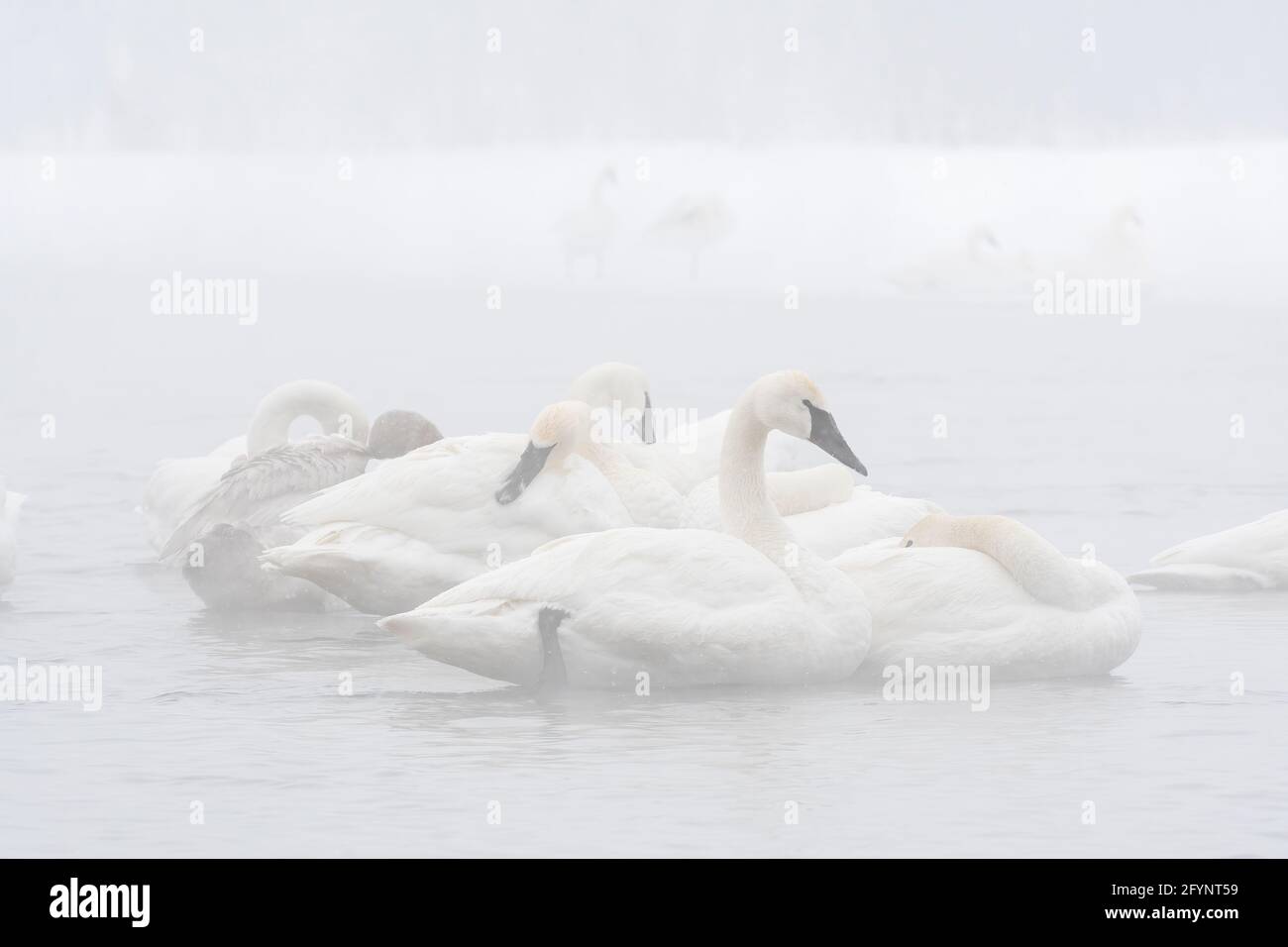 Cygnes trompettes prêtant, nettoyant, fixant des plumes, rivière Sainte-Croix, WI, USA, par Dominique Braud/Dembinsky photo Assoc Banque D'Images