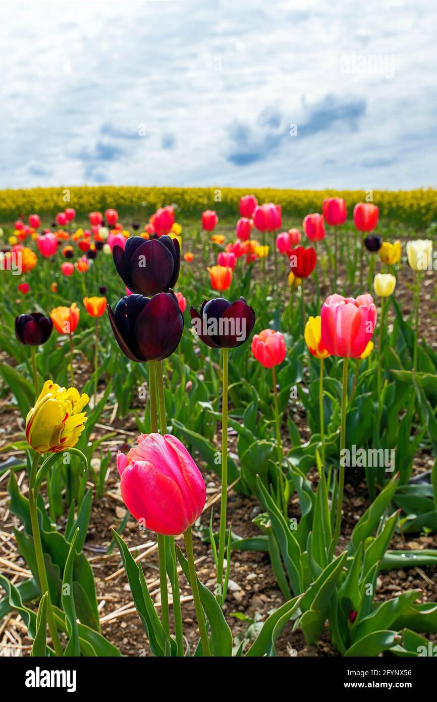 Fleurs colorées au printemps, un jour de printemps avec un ciel bleu nuageux Banque D'Images
