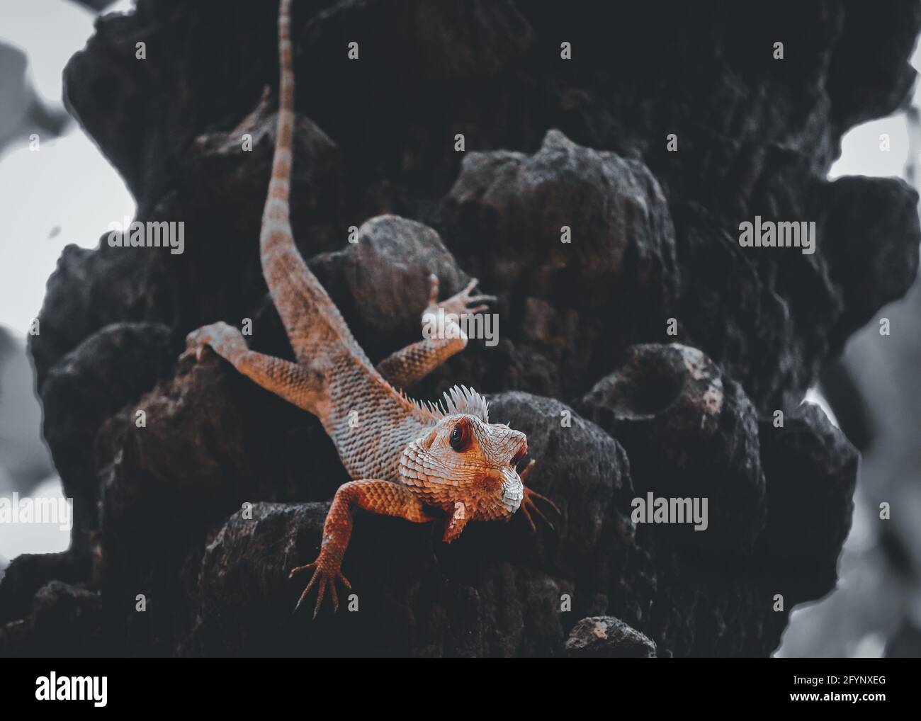 Lizard sur l'arbre Banque D'Images