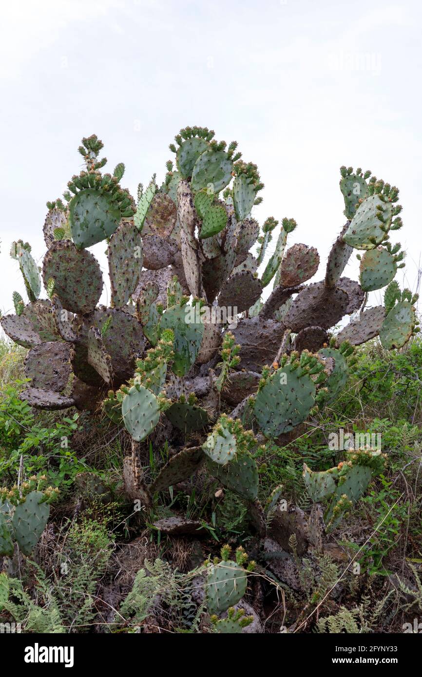 Pickly Pear Cactus (Opuntia engelmanni), Texas, Etats-Unis, par James D Coppinger/Dembinsky photo Assoc Banque D'Images