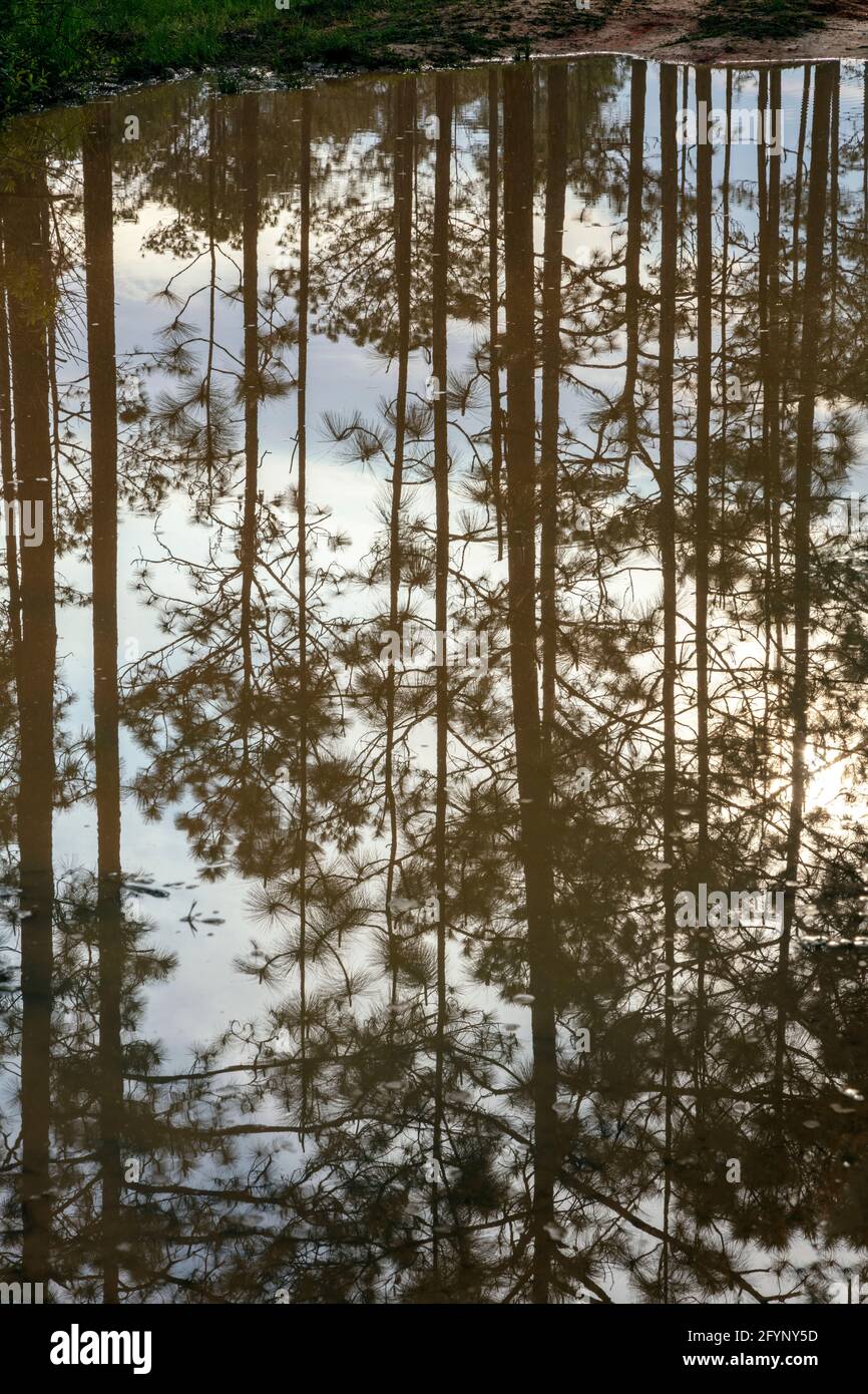 Réflexion de la forêt de pins à feuilles longues dans la route forestière inondée, Floride, Etats-Unis, par James D Coppinger/Dembinsky photo Assoc Banque D'Images