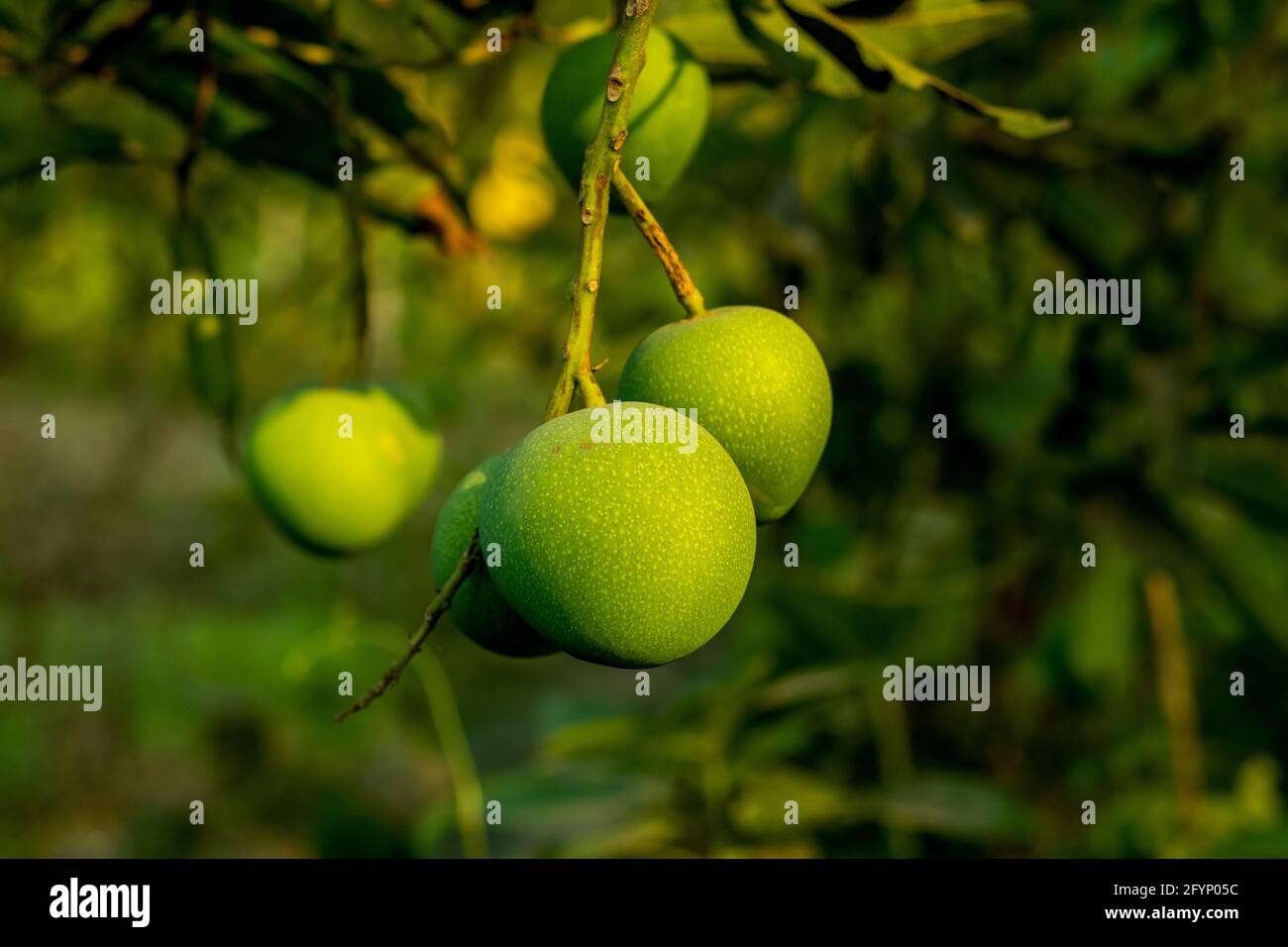 Un groupe de petit lota rond vert Bombay mangue sucrée et de délicieux fruits de mangue aigre Banque D'Images