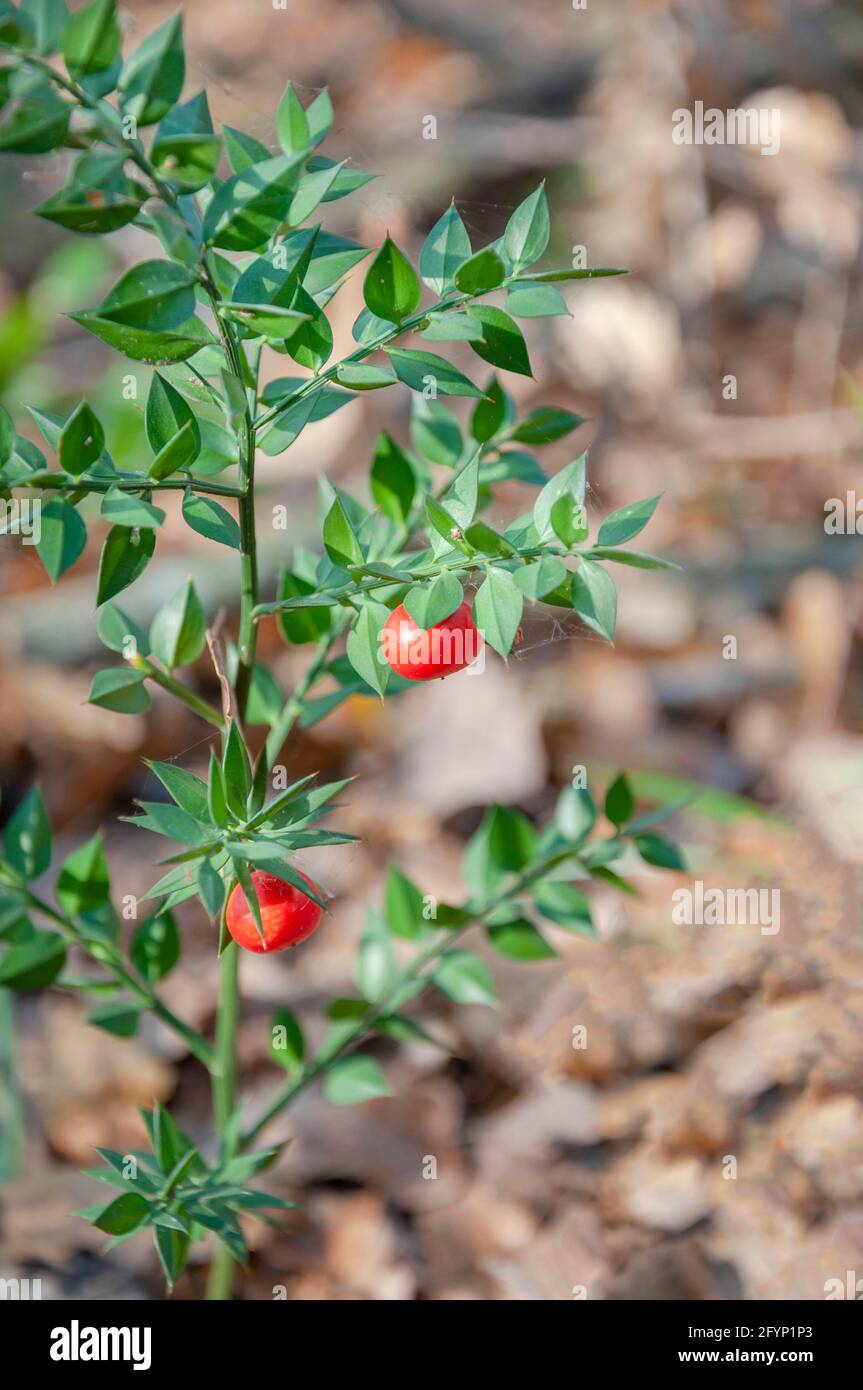 Le balai du boucher est une plante à feuilles persistantes et fruits rouges  pour noël Photo Stock - Alamy