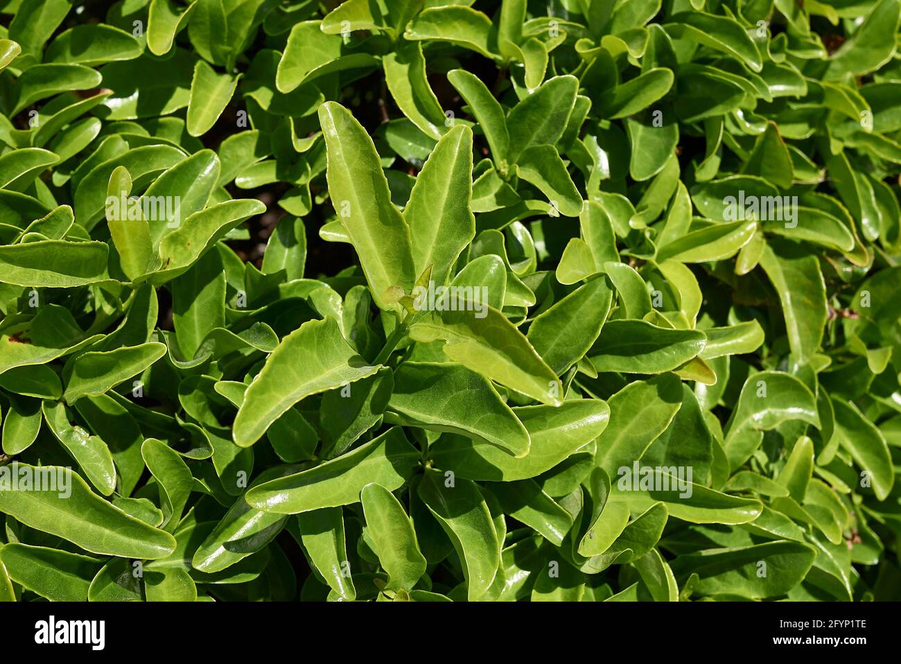 Gros plan sur la branche d'Euonymus japonicus Banque D'Images