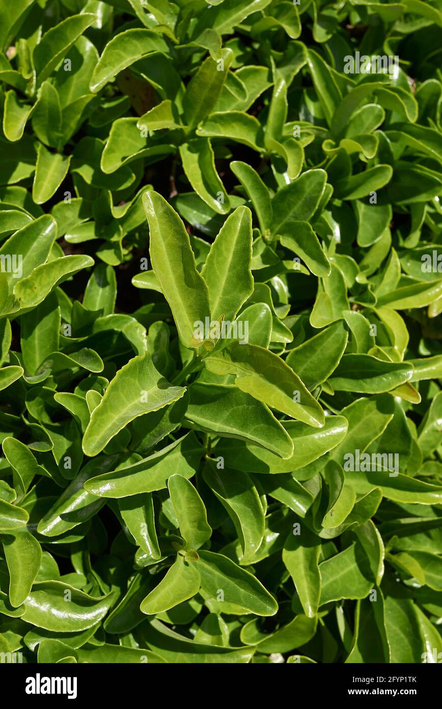 Gros plan sur la branche d'Euonymus japonicus Banque D'Images