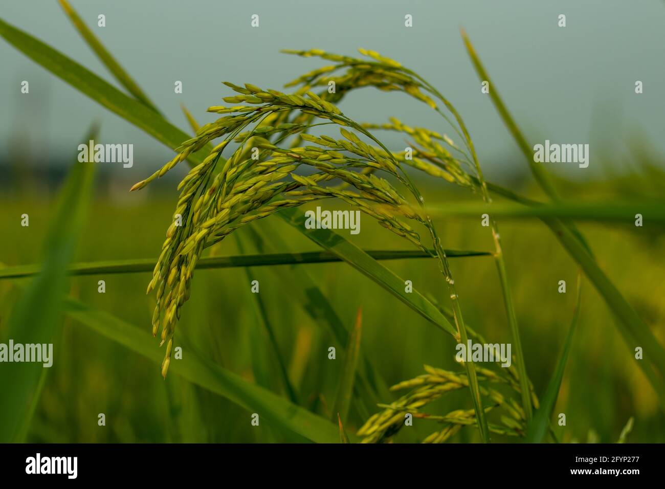 Le bouquet de rizières en gros champ Paddy utilisé pour le riz production Banque D'Images