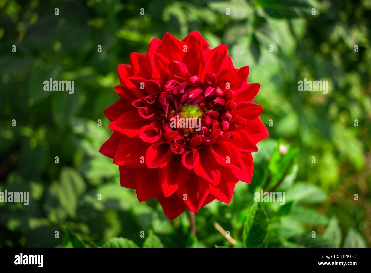 Dahlia Flower image J'ai pris cette image le 5 février 2019 à Sonargaon, Bangladesh, Asie du Sud Banque D'Images