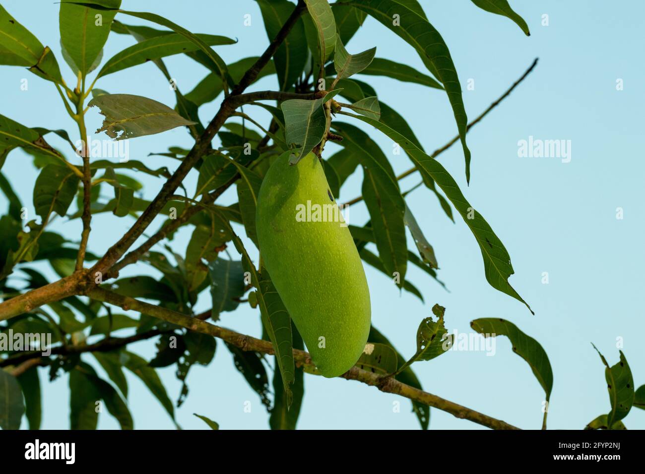 Le nom natif est Nam Doc Mai ou Banana mangue vert brut mangue et la longueur de la mangue est de 9 à 11 pouces, pesant environ 350 à 450 grammes Banque D'Images
