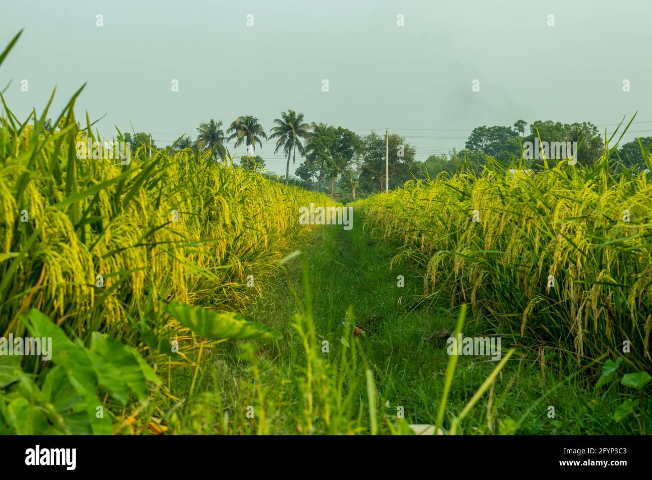 Paysage de rizières jaune et verte, également appelé riz paddy, petit, de niveau, cultivent du riz en Asie du Sud et de l'est Banque D'Images