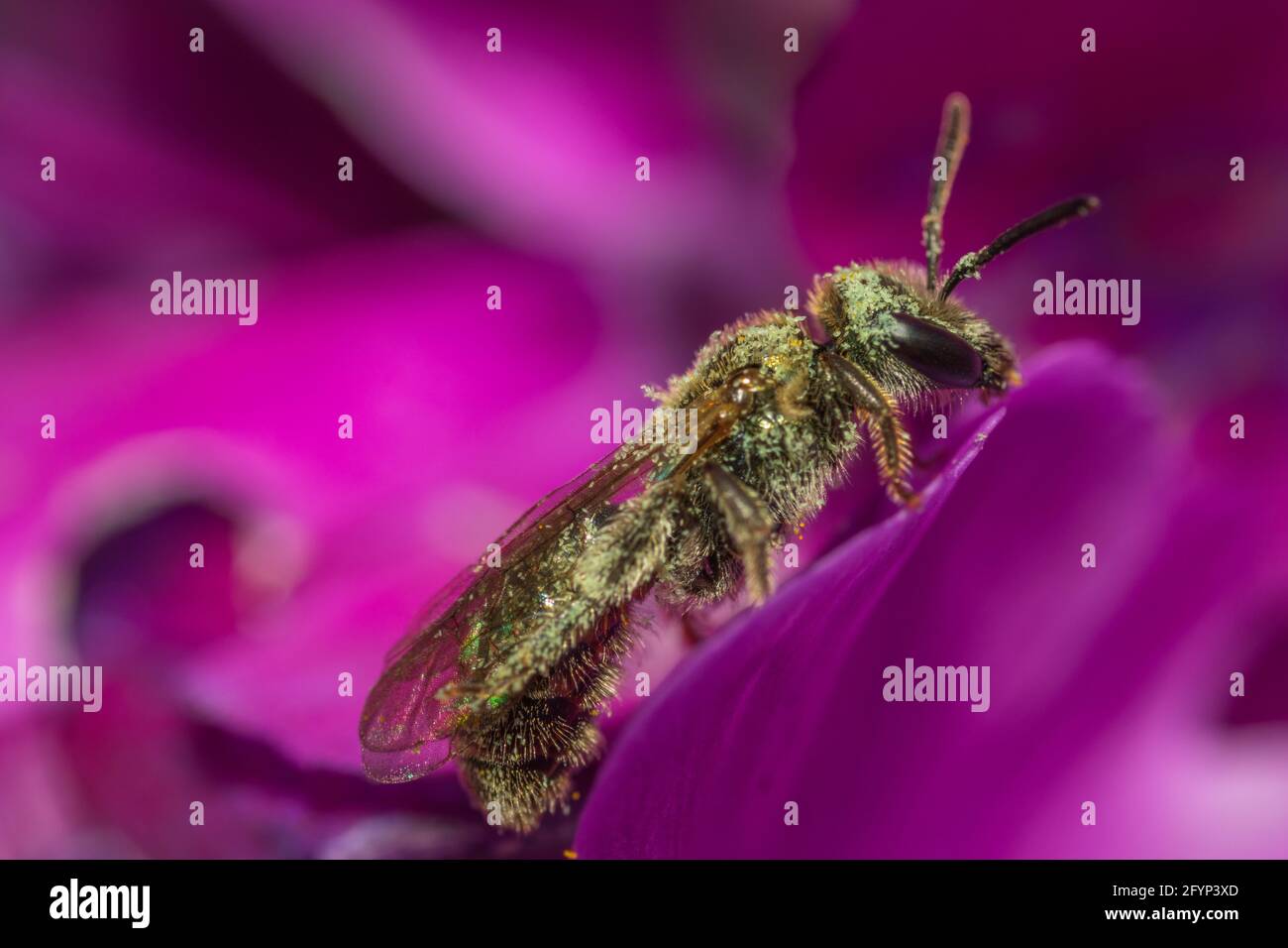 Abeille recouverte de grains de pollen sur une fleur mauve vif dans un jardin britannique Banque D'Images