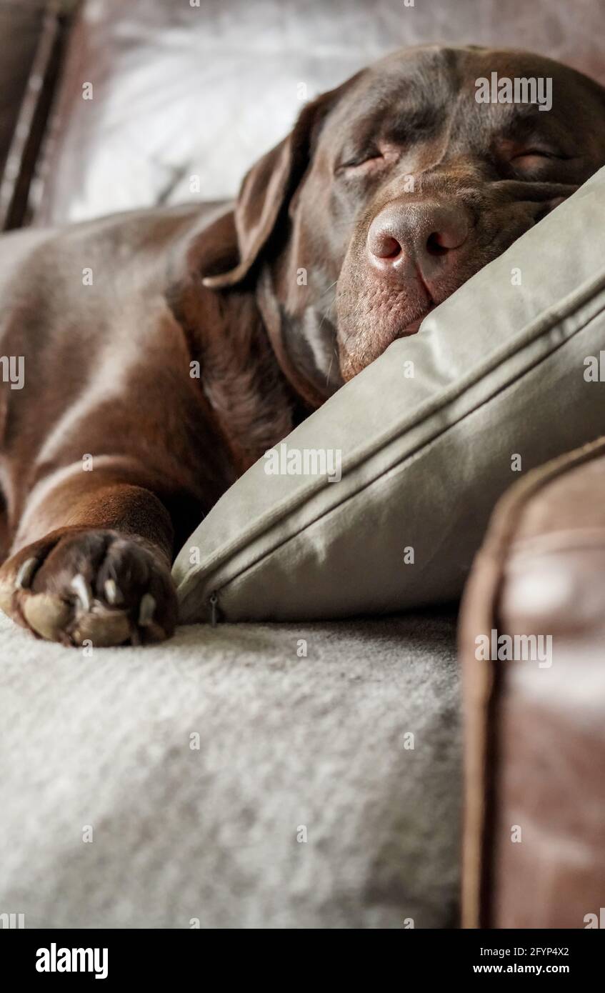 Vue en gros plan d'un adorable chien d'animal de compagnie Chocolate Labrador dormant sur un canapé à la maison avec la tête reposant confortablement sur un coussin gris doux Banque D'Images