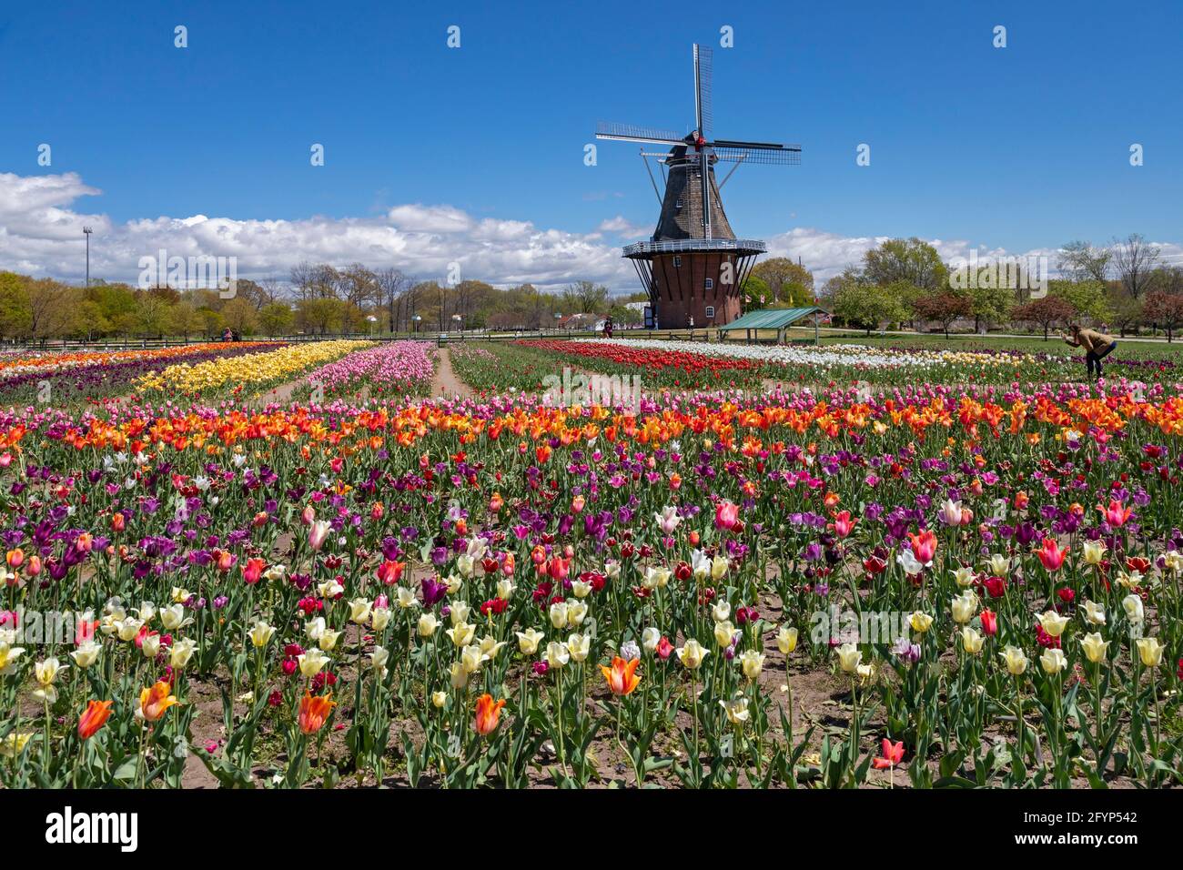 Holland, Michigan - Windmill Island Gardens, un parc de la ville, pendant le festival de tulipe de printemps de Hollande. L'événement annuel célèbre l'héritag hollandais de la ville Banque D'Images
