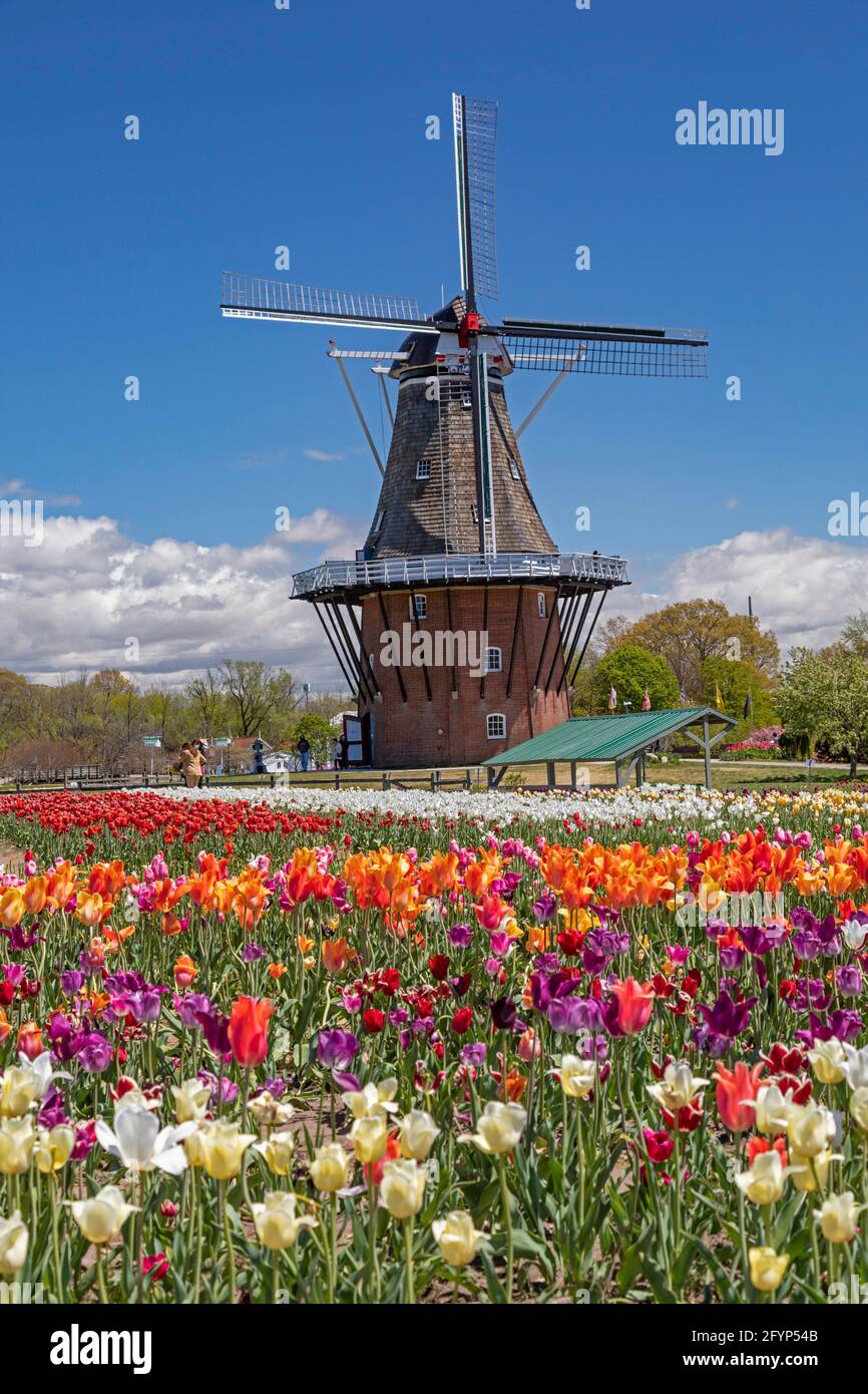 Holland, Michigan - Windmill Island Gardens, un parc de la ville, pendant le festival de tulipe de printemps de Hollande. L'événement annuel célèbre l'héritag hollandais de la ville Banque D'Images