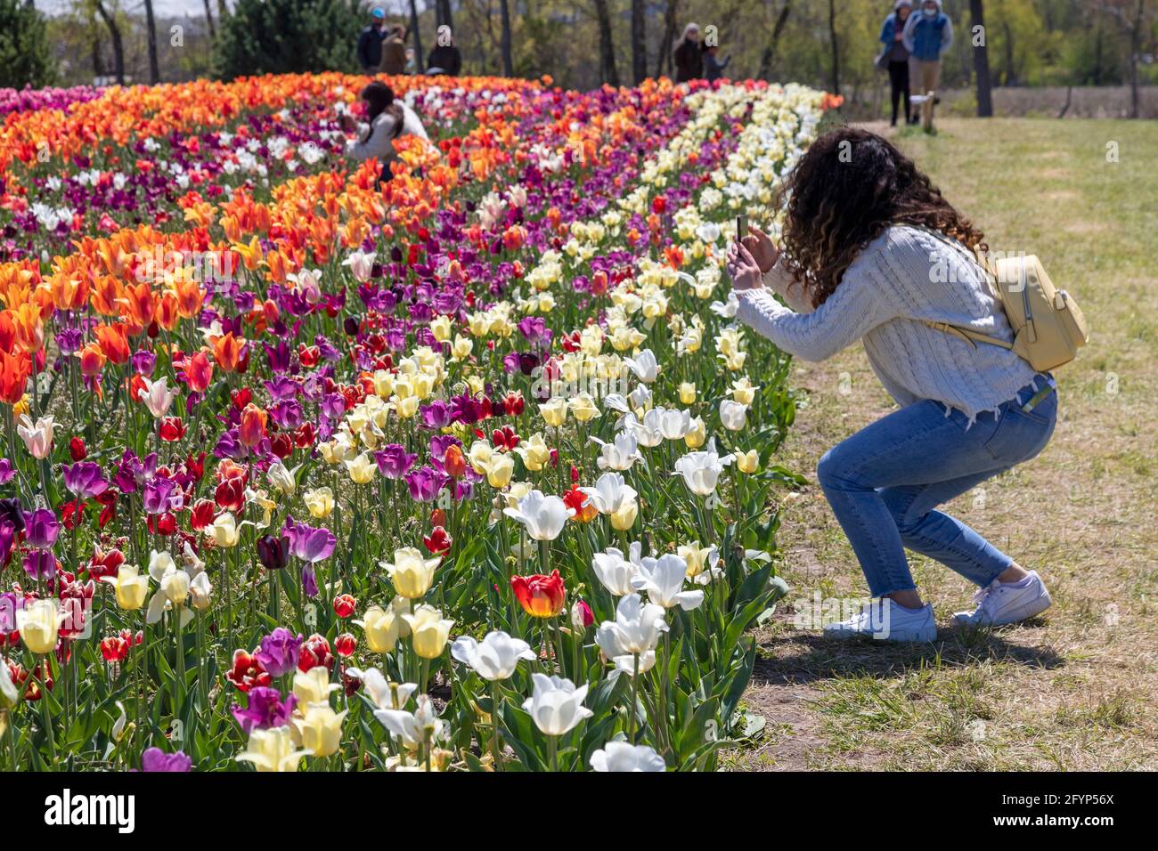 Holland, Michigan - UN visiteur photographie des tulipes à Windmill Island Gardens, un parc de la ville, pendant le festival de tulipes de printemps de Hollande. L'événement annuel cel Banque D'Images