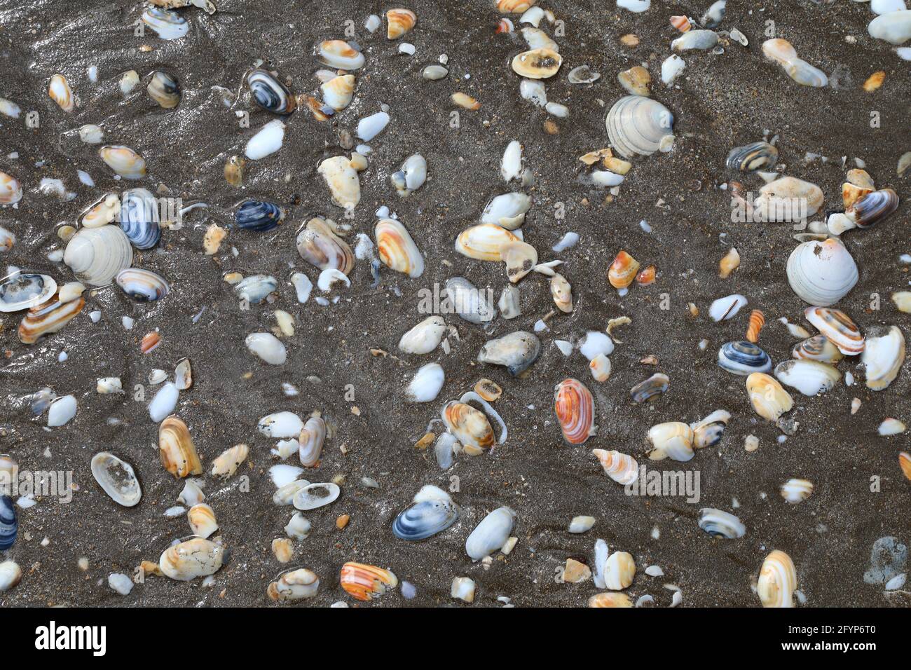 Muscheln / coques / Banque D'Images