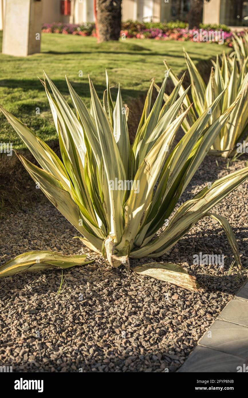 L'Agava est un genre de plantes monocotylédones de la sous-famille des Agrave d'Asparagus. Les feuilles épaisses succulentes poussent du sol. Banque D'Images