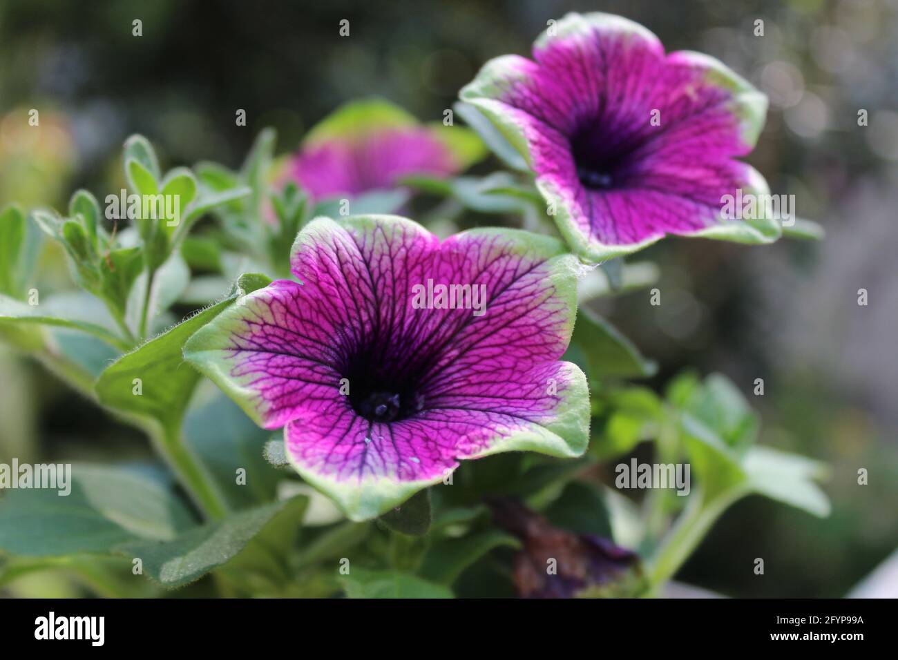 Belle nouvelle variété pourpre Petunia. Banque D'Images