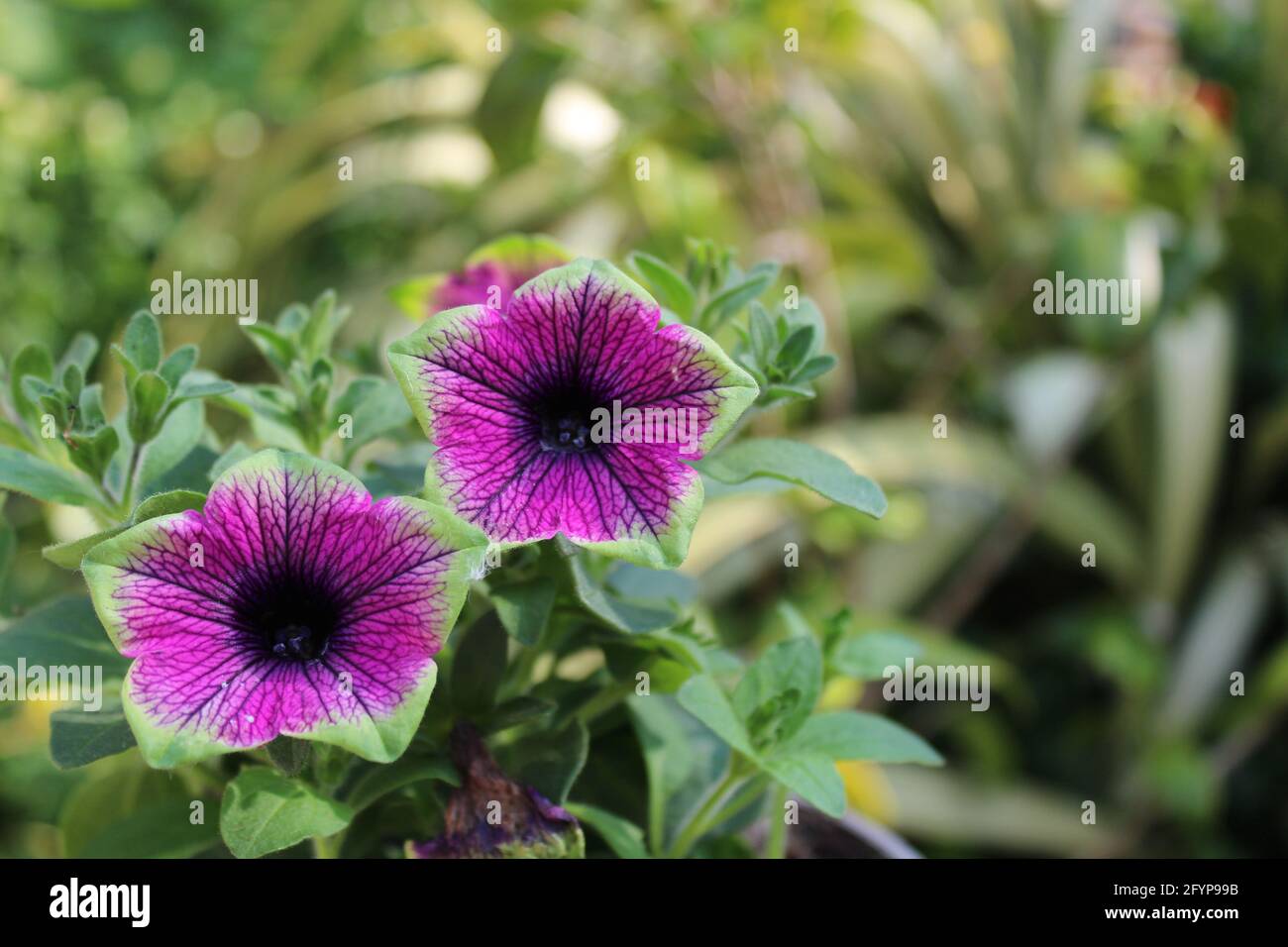 Belle nouvelle variété pourpre Petunia. Banque D'Images