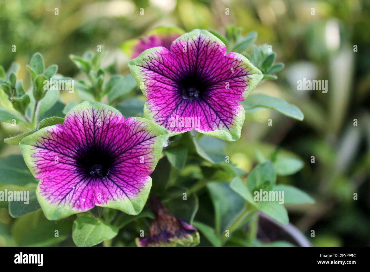 Belle nouvelle variété pourpre Petunia. Banque D'Images