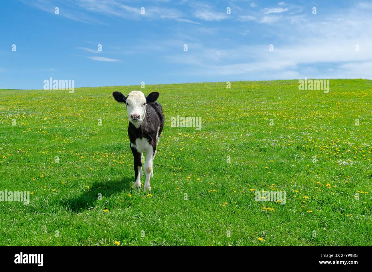 Un petit veau tombe sur un pâturage vert sous un ciel bleu Banque D'Images