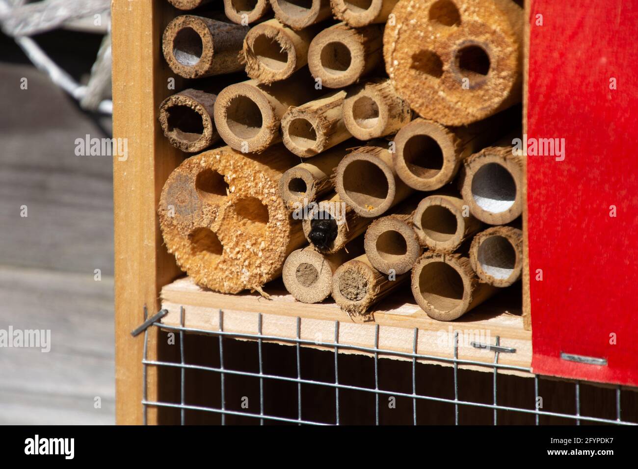 abeille noire à la maison d'insectes ou à l'hôtel en bambou bâtons Banque D'Images